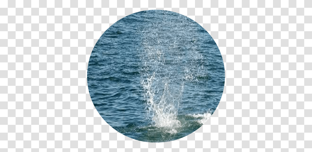 Guide - Hebridean Whale Trail Sea, Window, Porthole Transparent Png