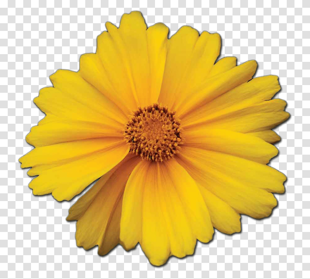 Guiding Light Marigold, Plant, Flower, Blossom, Daisy Transparent Png