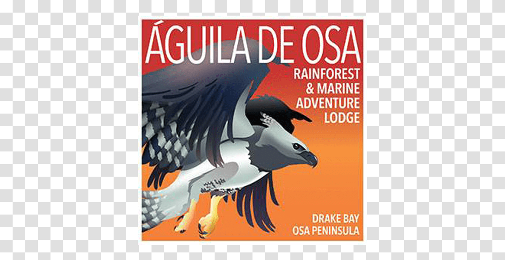 Guila De Osa Logo, Poster, Advertisement, Magazine, Flyer Transparent Png