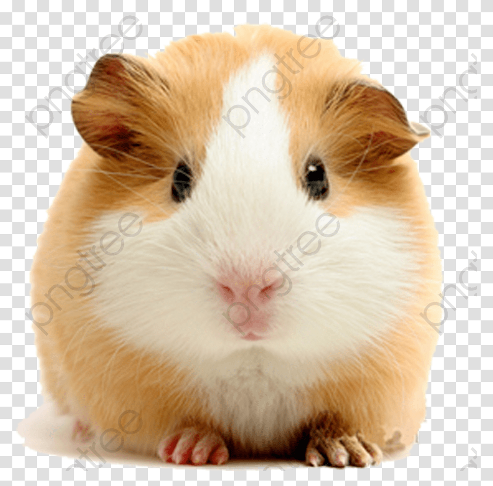 Guinea Clipart Background Guinea Pig White Background, Rodent, Mammal, Animal, Hamster Transparent Png