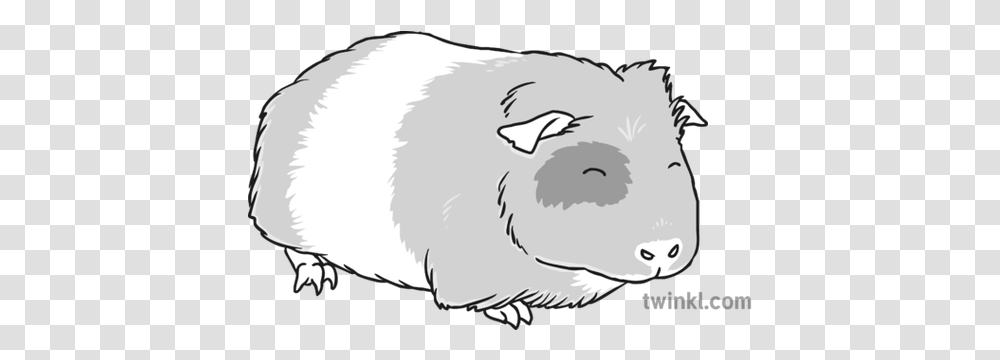 Guinea Pig 2 Black And White Soft, Mammal, Animal, Sheep, Rodent Transparent Png