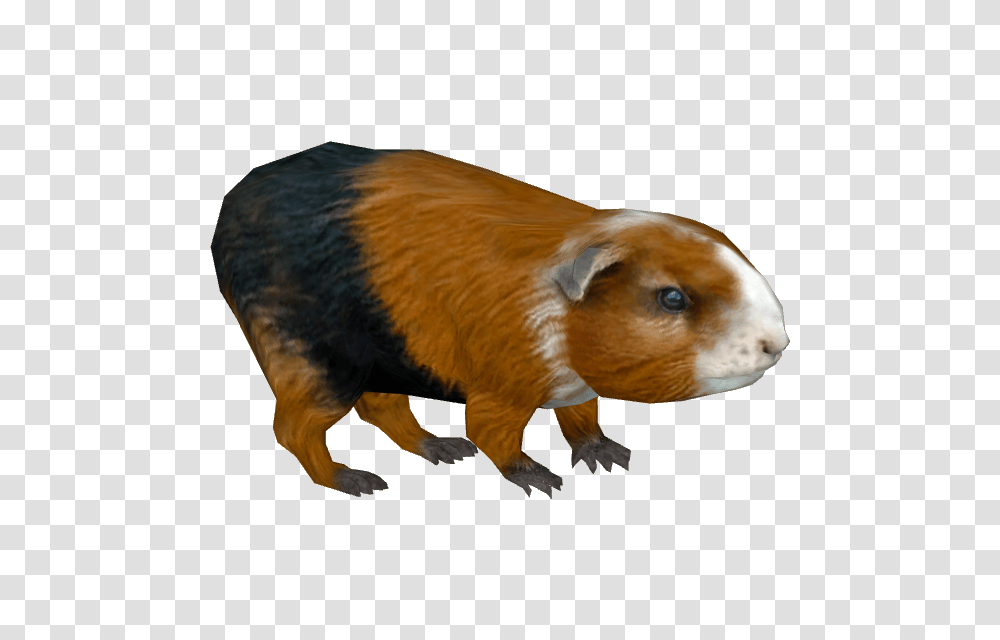 Guinea Pig, Animal, Rodent, Mammal, Beaver Transparent Png