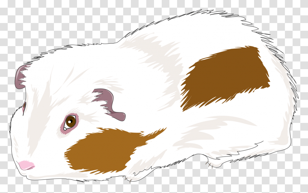 Guinea Pig, Bird, Animal, Mammal, Pet Transparent Png