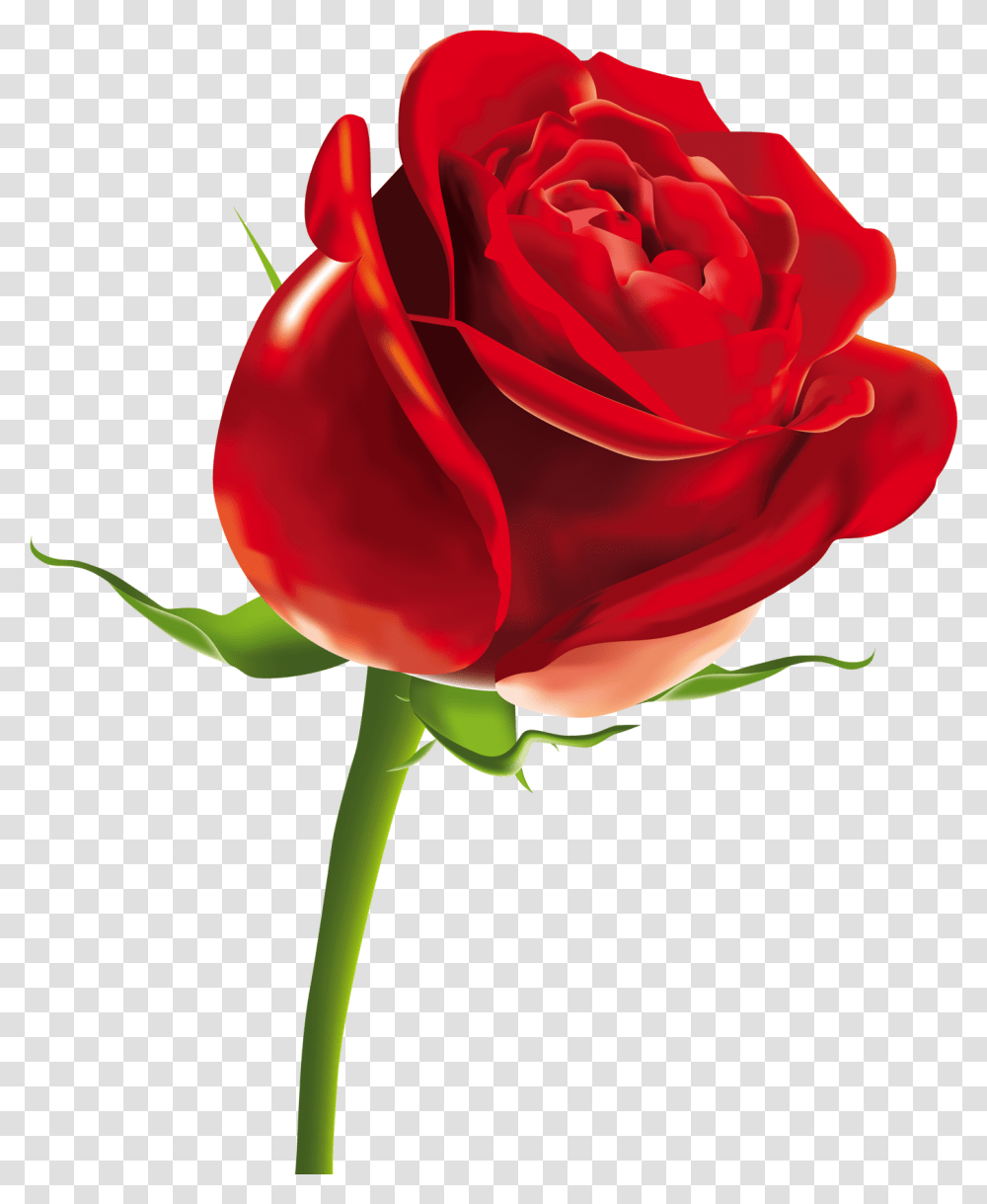 Gulab Ka Phool, Rose, Flower, Plant, Blossom Transparent Png