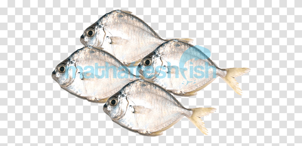 Gulf Flounder, Fish, Animal, Sea Life, Herring Transparent Png