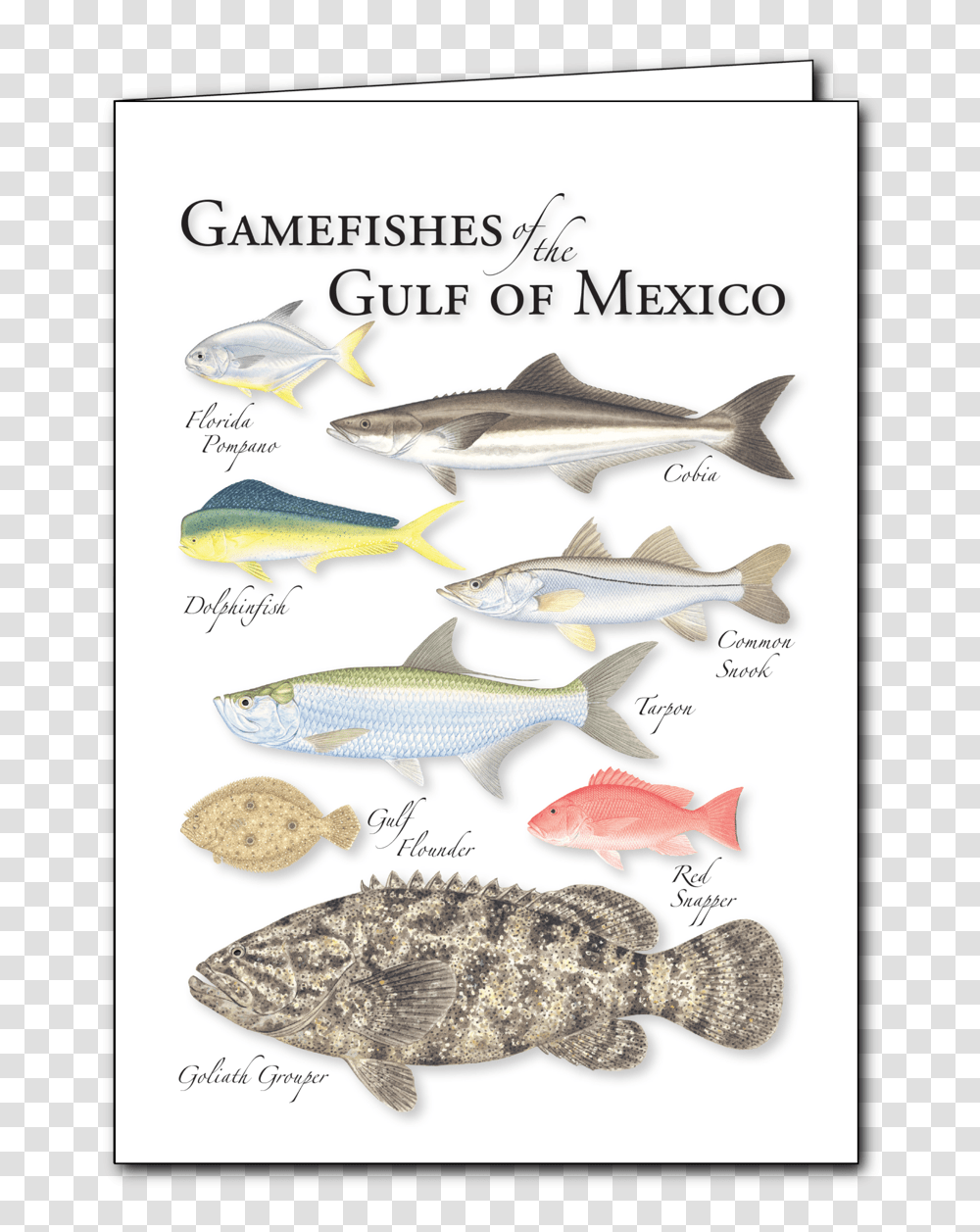 Gulf Flounder, Fish, Animal, Soil, Sea Life Transparent Png