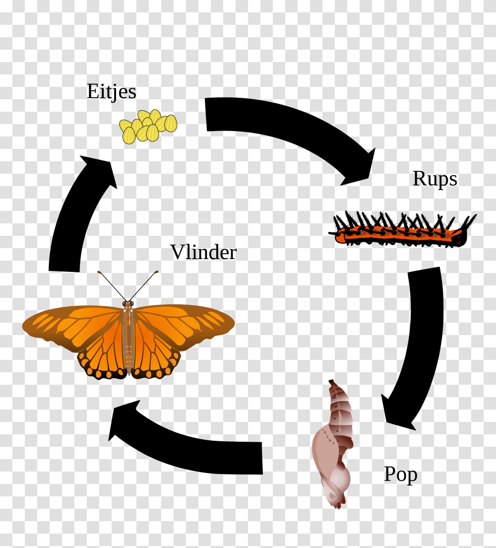 Gulf Fritillary Life Cycle Nl, Insect, Invertebrate, Animal, Butterfly Transparent Png