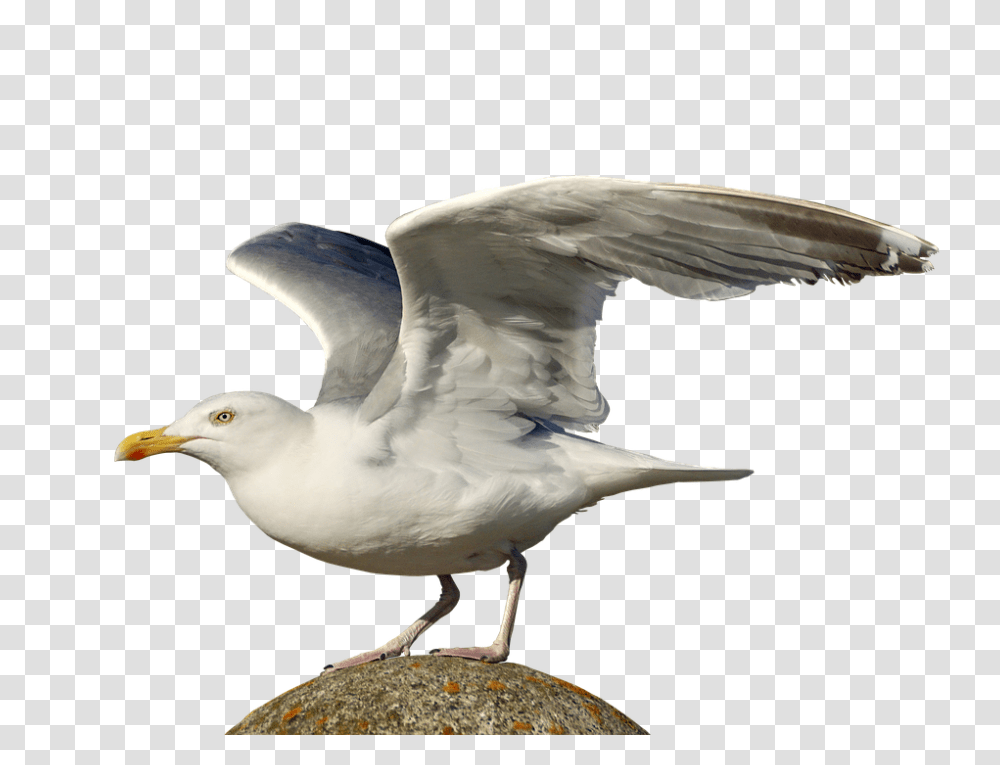 Gull 960, Animals, Bird, Seagull, Flying Transparent Png