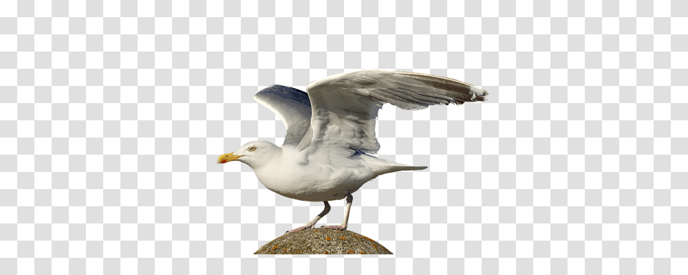 Gull Nature, Bird, Animal, Seagull Transparent Png