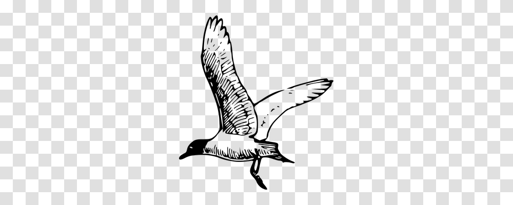 Gull Animals, Chair, Outdoors, Sea Life Transparent Png