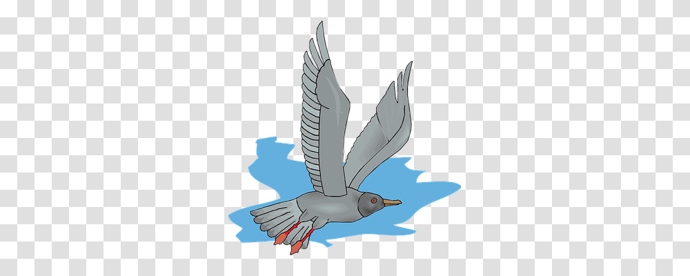 Gull Animals, Bird, Pigeon, Dove Transparent Png