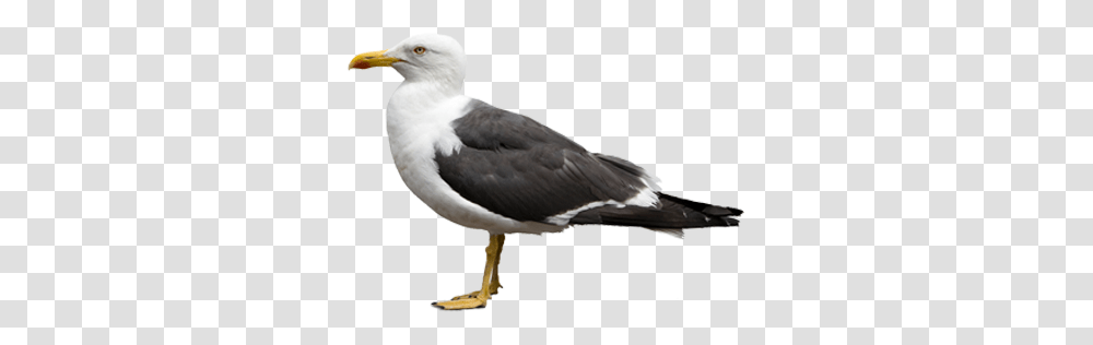 Gull, Animals, Bird, Beak, Seagull Transparent Png