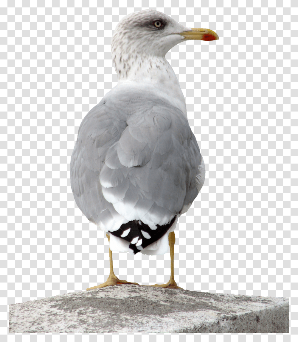 Gull, Animals, Bird, Beak, Seagull Transparent Png