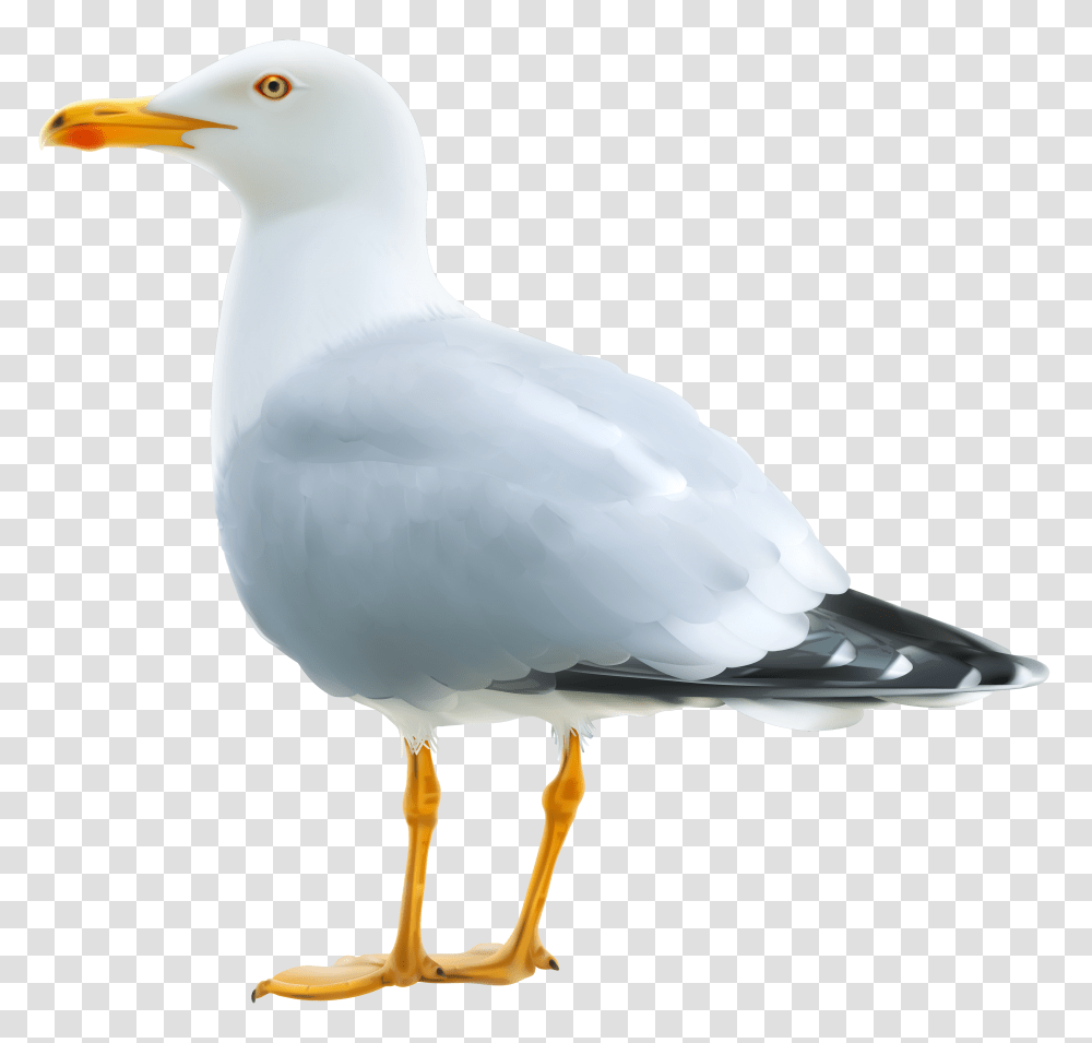 Gull, Animals, Bird, Dove, Pigeon Transparent Png