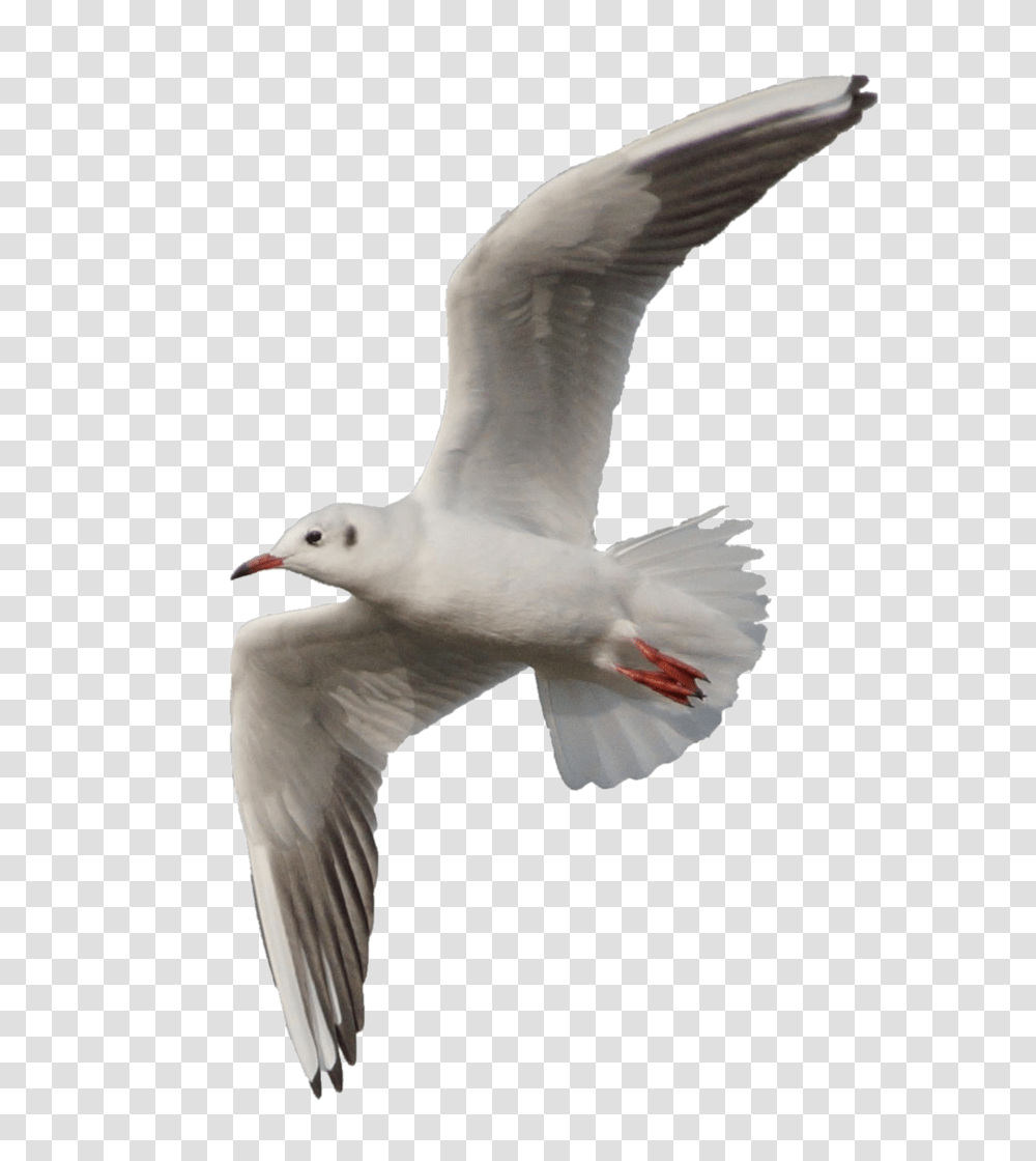 Gull, Animals, Bird, Dove, Pigeon Transparent Png