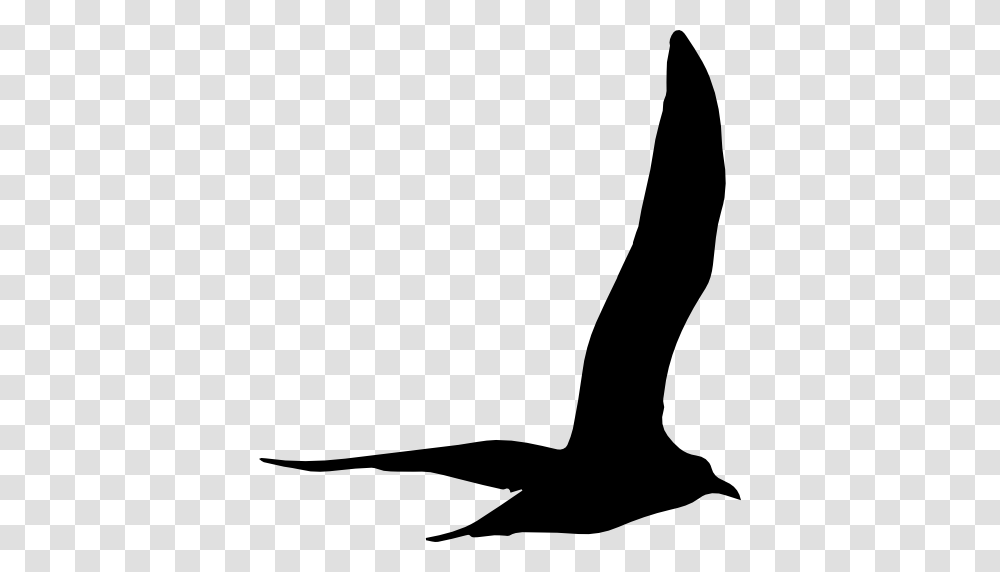 Gull, Animals, Bird, Flying, Albatross Transparent Png