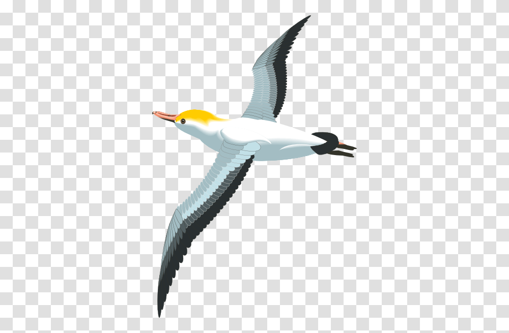 Gull, Animals, Bird, Flying, Albatross Transparent Png