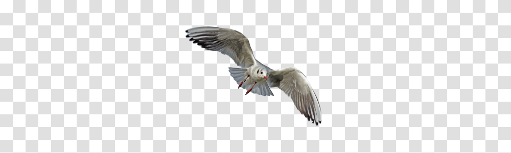 Gull, Animals, Bird, Flying, Owl Transparent Png
