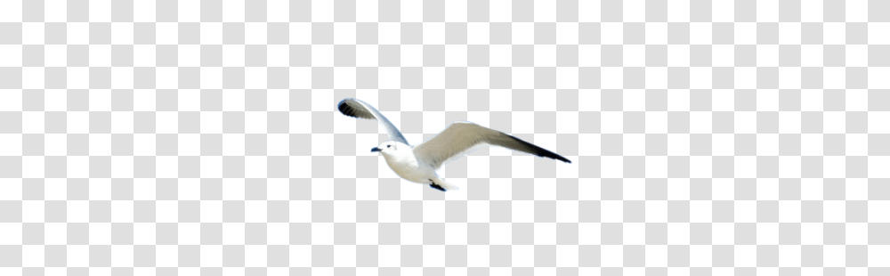 Gull, Animals, Bird, Flying, Seagull Transparent Png