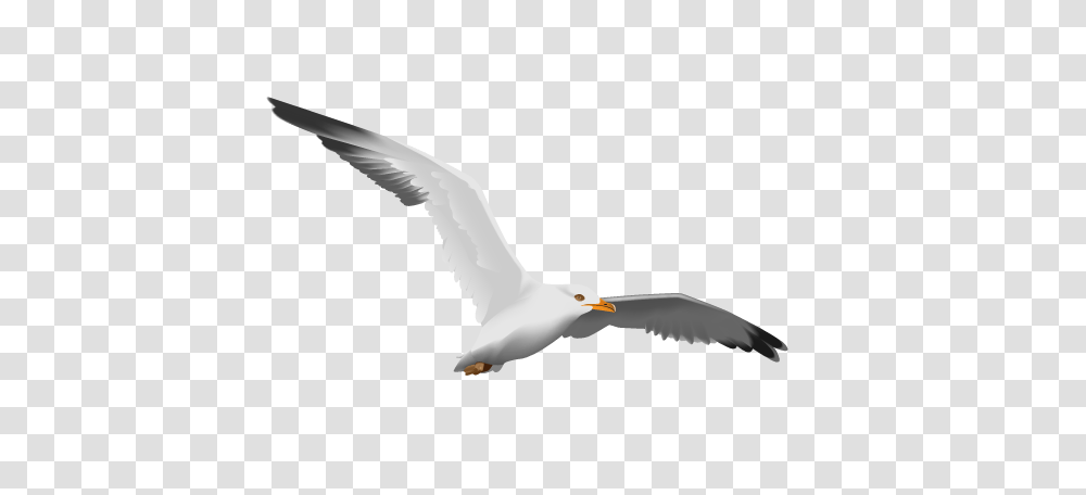 Gull, Animals, Bird, Flying, Seagull Transparent Png