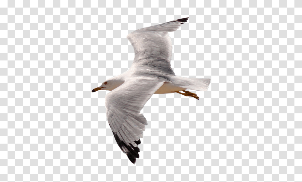 Gull, Animals, Bird, Flying, Seagull Transparent Png