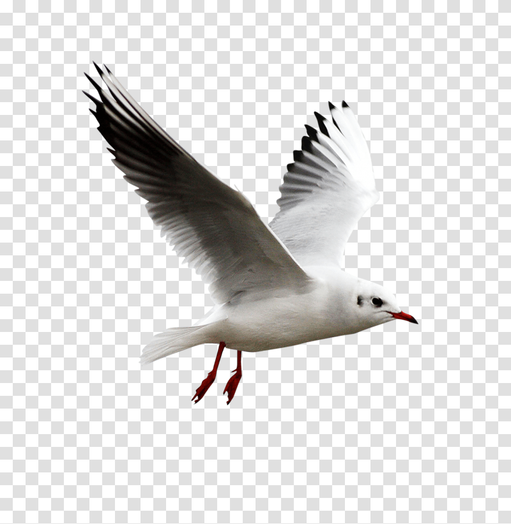 Gull, Animals, Bird, Flying, Seagull Transparent Png
