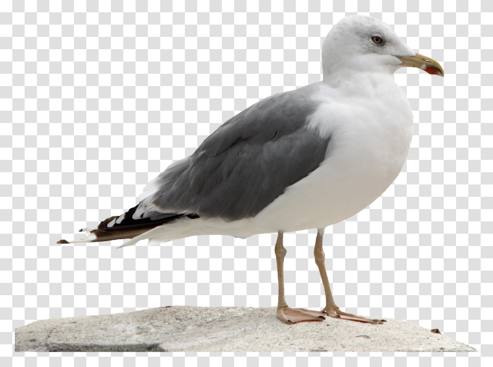 Gull, Animals, Bird, Seagull, Beak Transparent Png