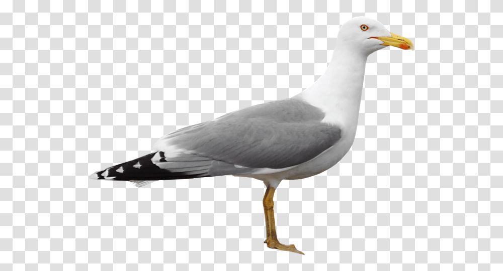 Gull, Animals, Bird, Seagull, Beak Transparent Png