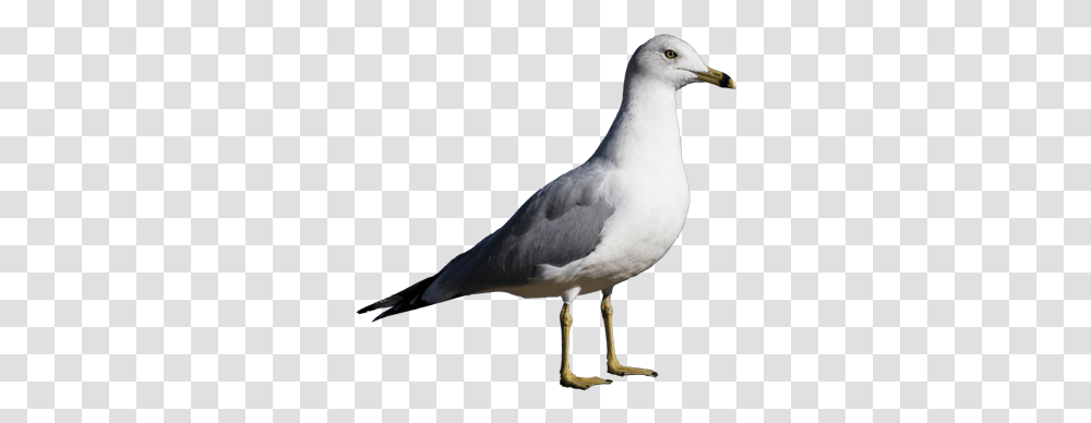 Gull, Animals, Bird, Seagull, Beak Transparent Png