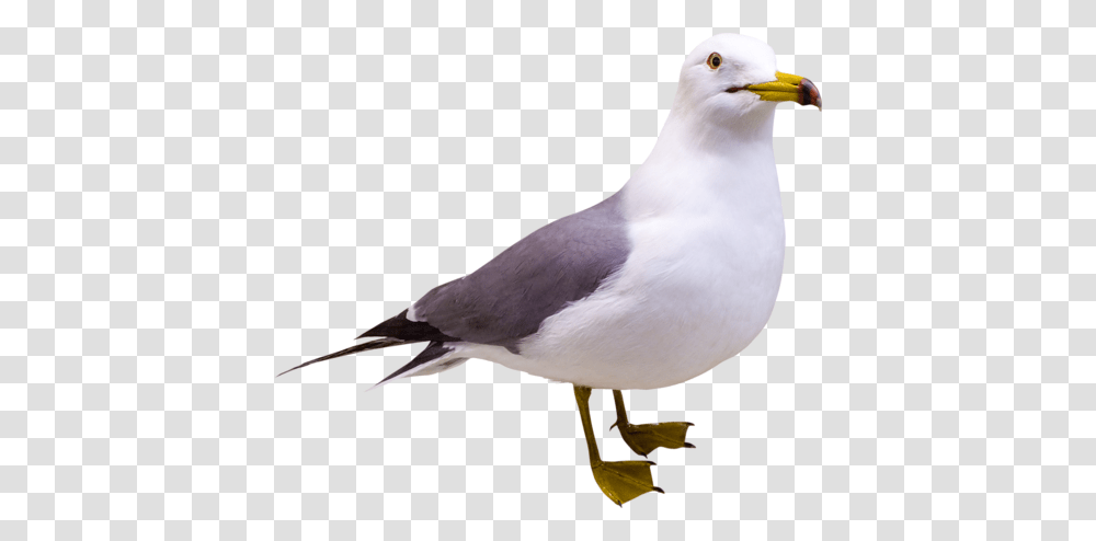 Gull, Animals, Bird, Seagull, Beak Transparent Png