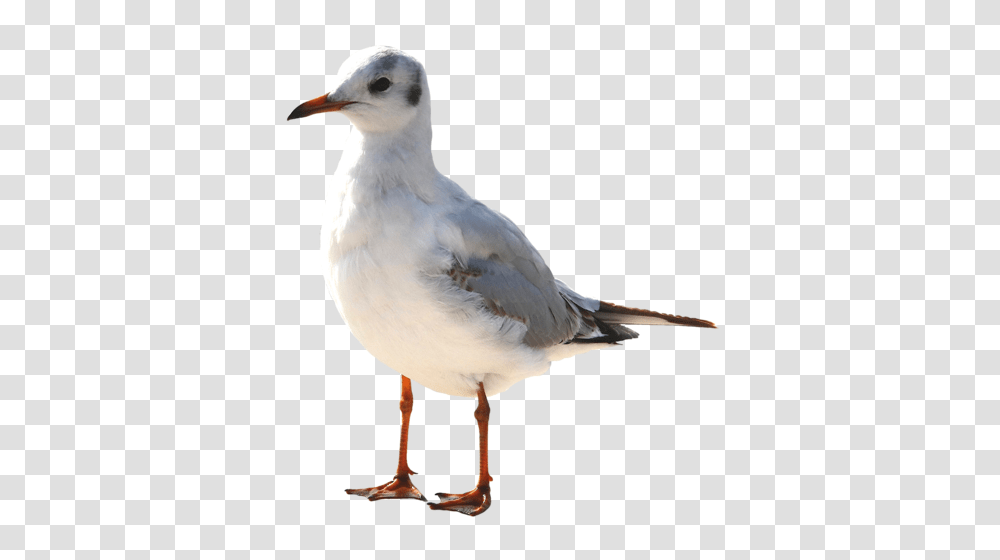 Gull, Animals, Bird, Seagull, Beak Transparent Png