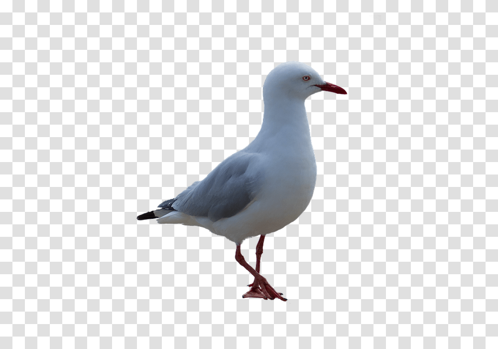 Gull, Animals, Bird, Seagull, Beak Transparent Png