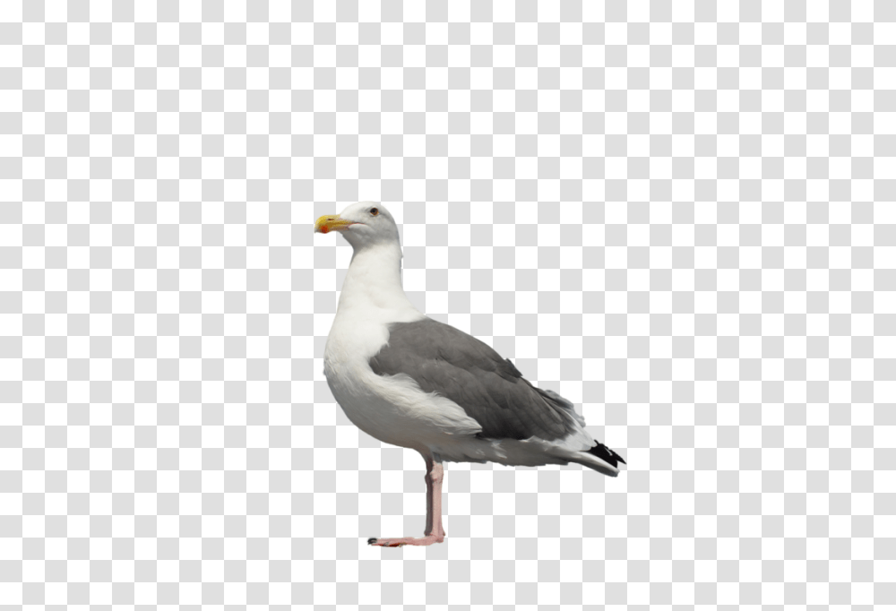 Gull, Animals, Bird, Seagull, Beak Transparent Png