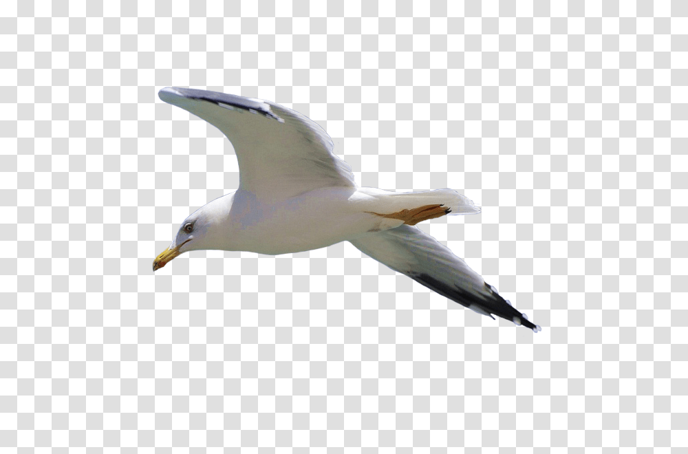 Gull, Animals, Bird, Seagull, Flying Transparent Png