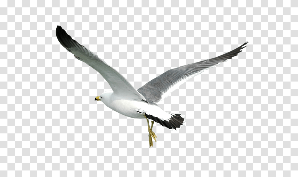 Gull, Animals, Bird, Seagull, Flying Transparent Png