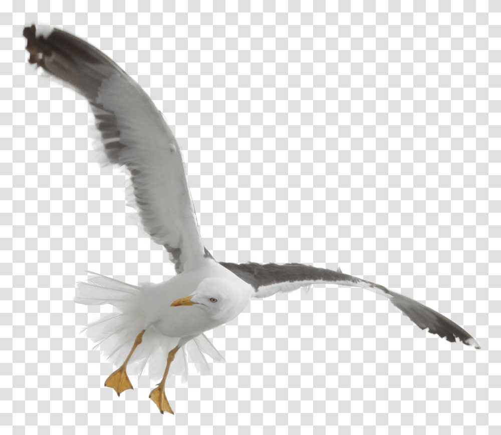 Gull, Animals, Bird, Seagull, Flying Transparent Png