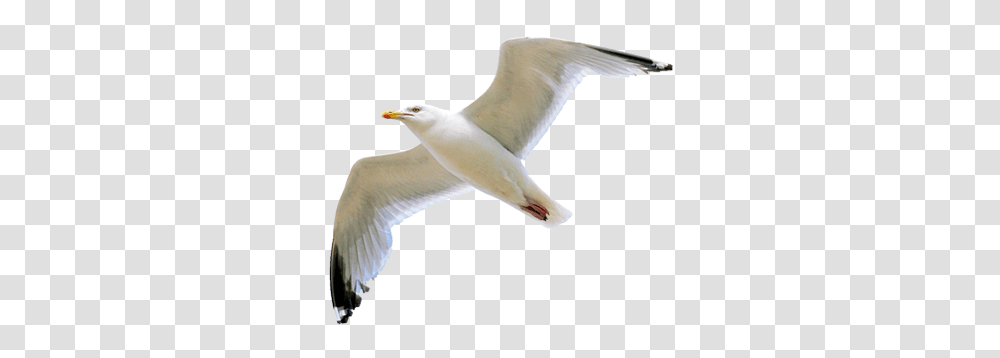 Gull, Animals, Bird, Waterfowl, Flying Transparent Png