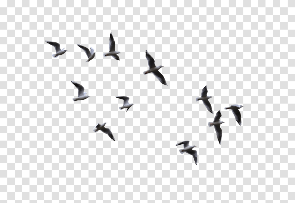 Gull, Animals, Flock, Bird, Flying Transparent Png