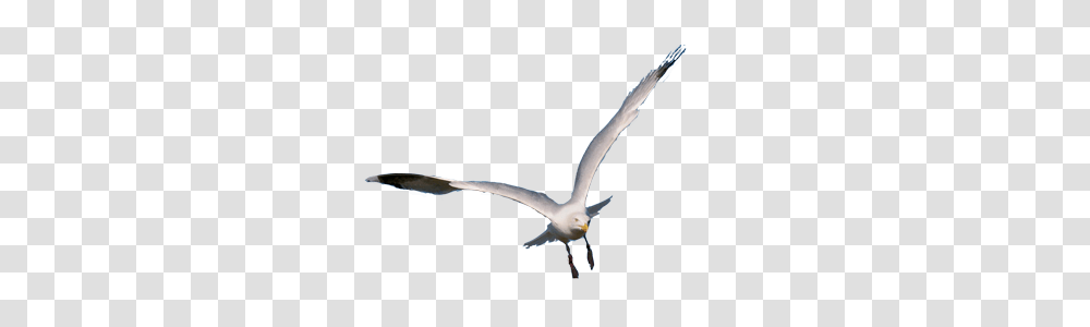 Gull, Animals, Flying, Bird, Seagull Transparent Png