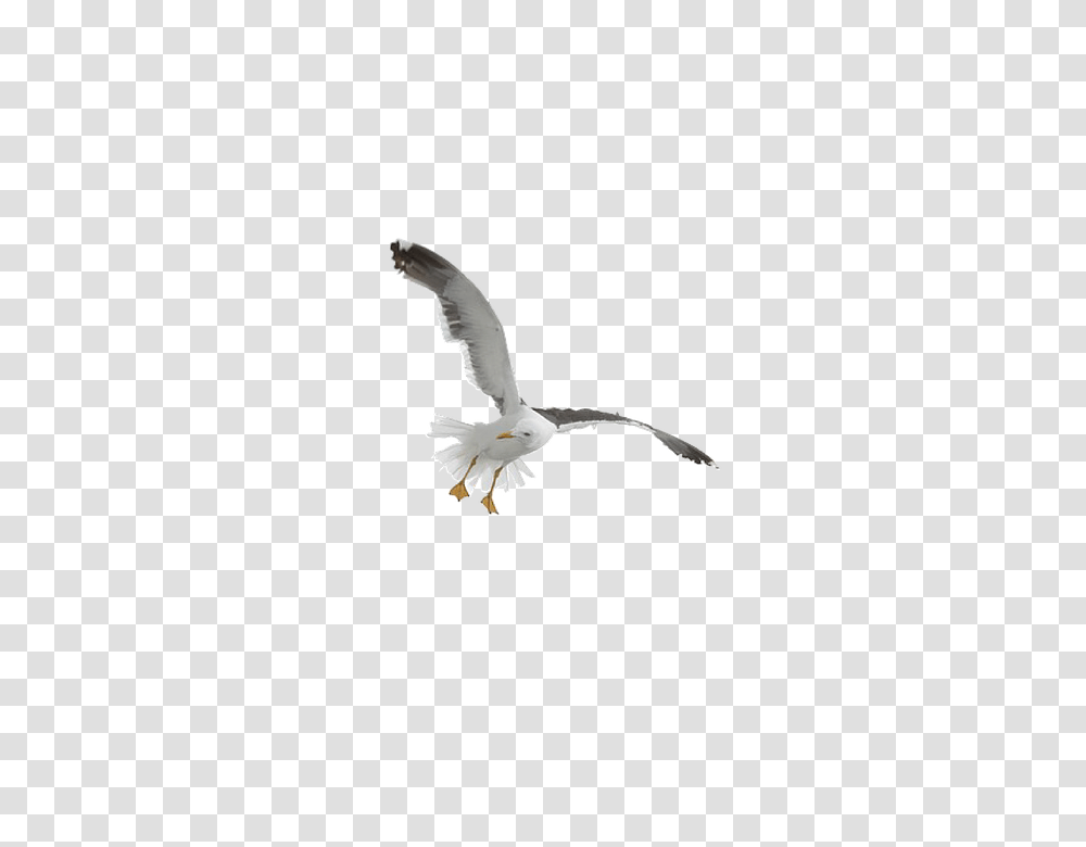 Gull, Animals, Flying, Bird, Seagull Transparent Png