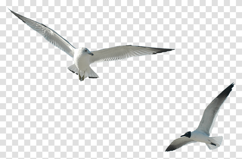 Gull, Animals, Seagull, Bird, Flying Transparent Png