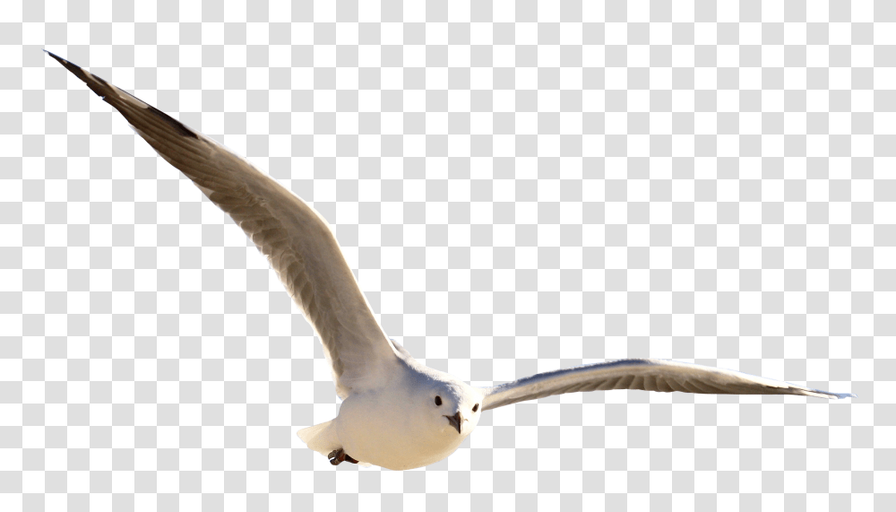 Gull, Animals, Seagull, Bird, Flying Transparent Png