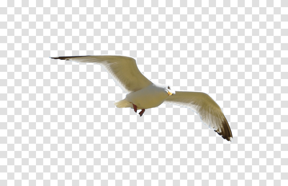 Gull, Animals, Seagull, Bird, Flying Transparent Png