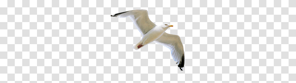 Gull, Animals, Seagull, Bird, Flying Transparent Png