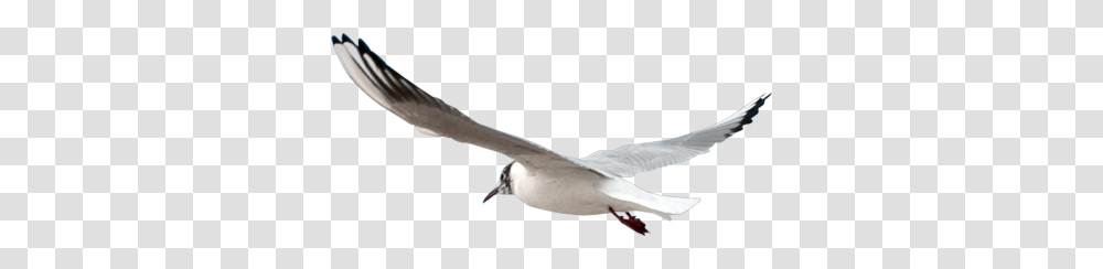 Gull, Animals, Seagull, Bird, Flying Transparent Png