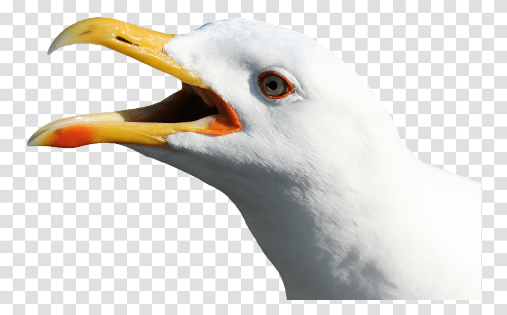 Gull Bird Face Open Mouth No Back Image Seagull Head No Background, Beak, Animal, Waterfowl Transparent Png