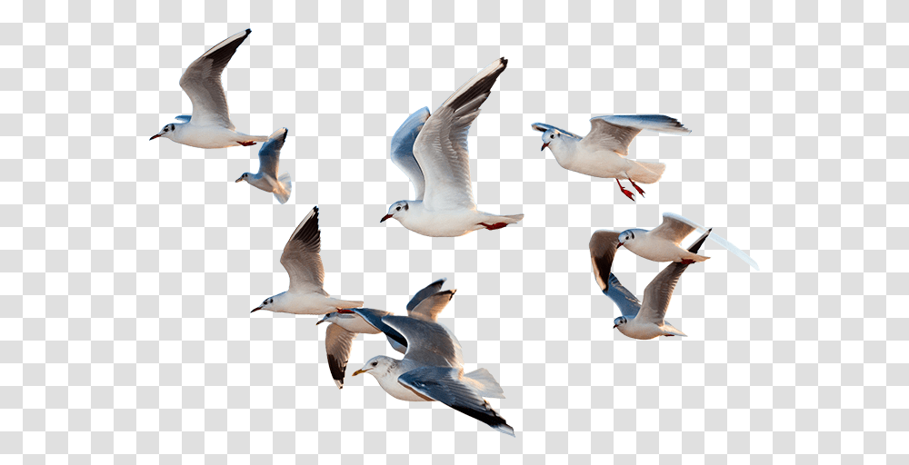 Gull Birds Flying Images, Animal, Seagull, Waterfowl, Kite Bird Transparent Png