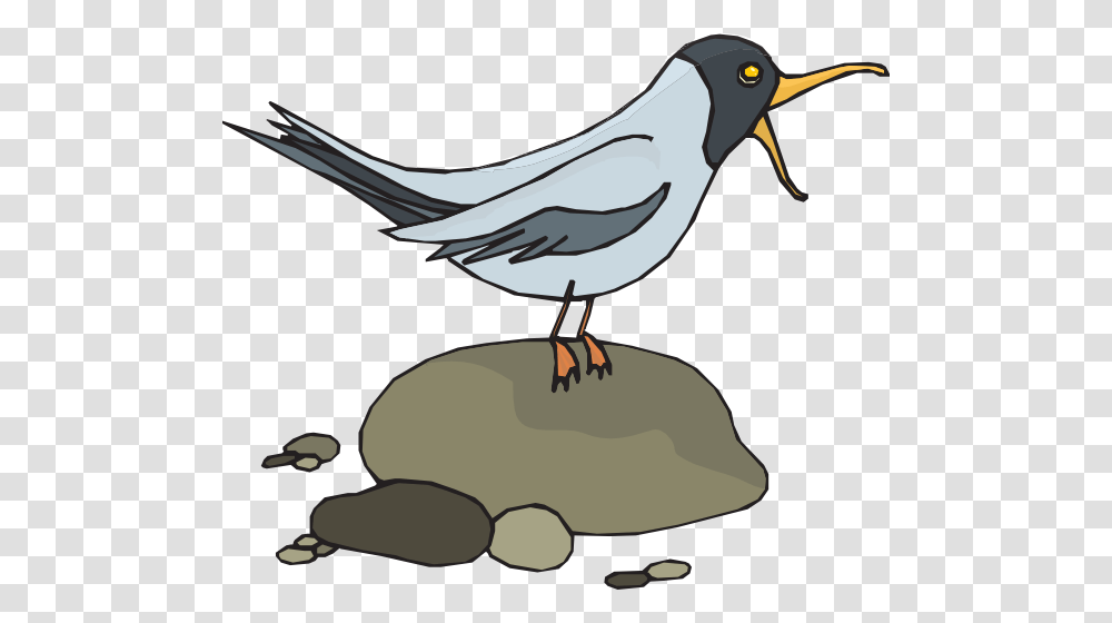 Gull Clip Art, Beak, Bird, Animal, Blackbird Transparent Png