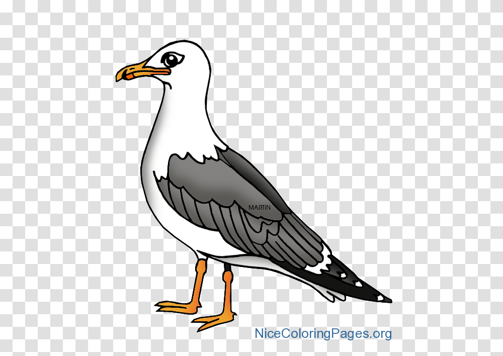 Gull Clipart Nice Coloring Pages For Kids, Bird, Animal, Seagull, Booby Transparent Png