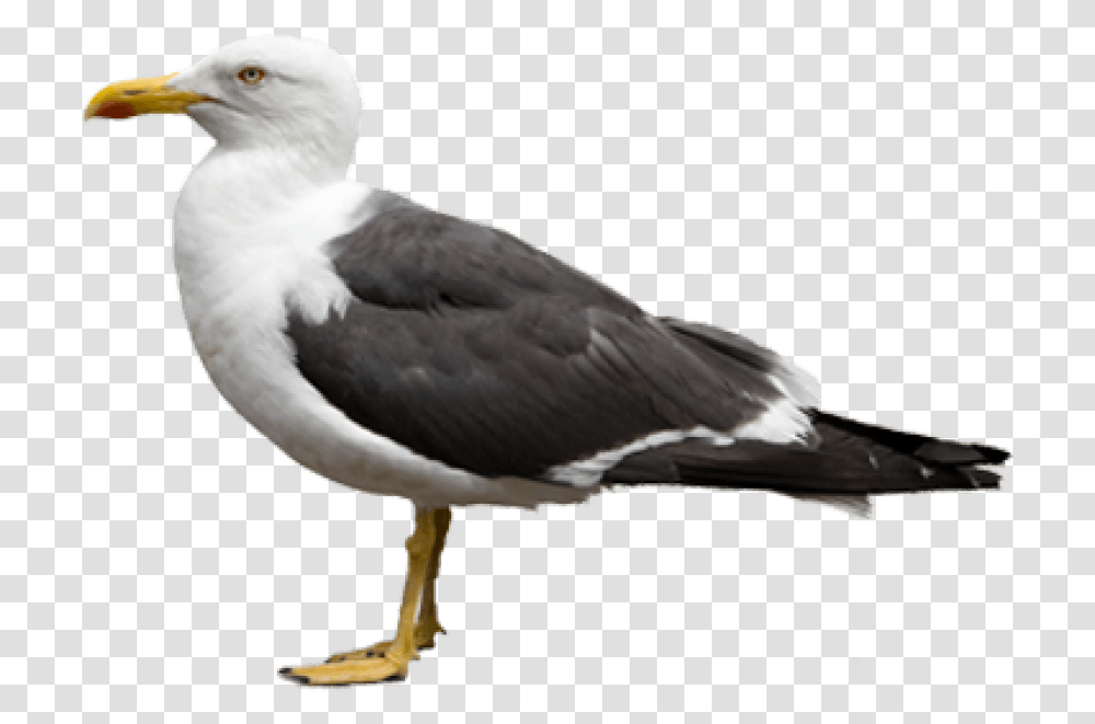 Gull Free Images Seagulls, Bird, Animal, Beak Transparent Png